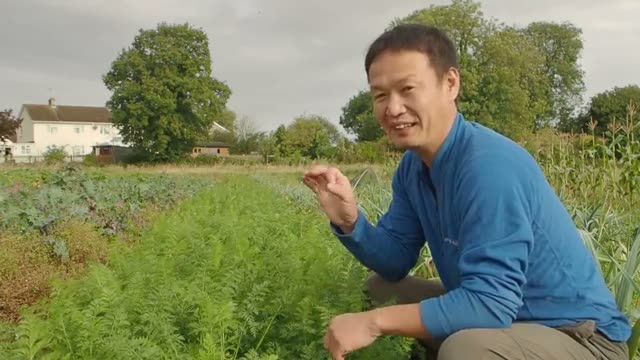 キャロットフライ対策の早期収穫と自然栽培ならではの風味