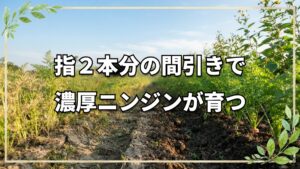 菊芋の活用とニンジンの自然栽培管理術