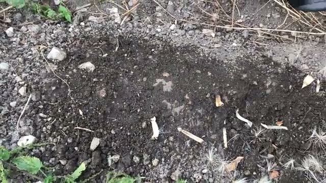 水を吸収しなくなった土の見分け方と回復手順
