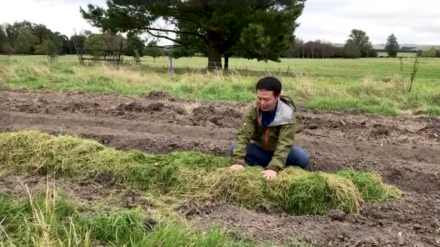 厚めの草マルチと早めの作業時期を選ぶ理由