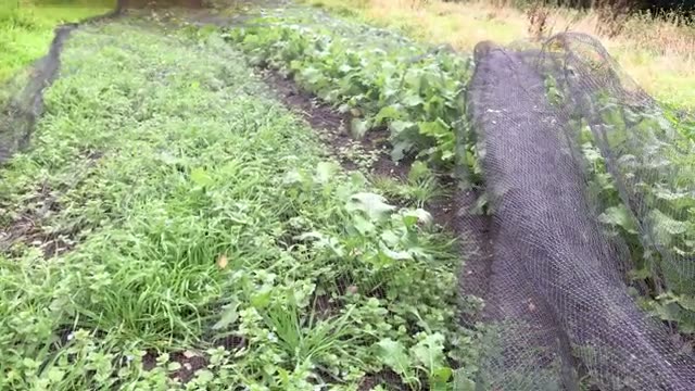 土が育つと生える草が変わる
