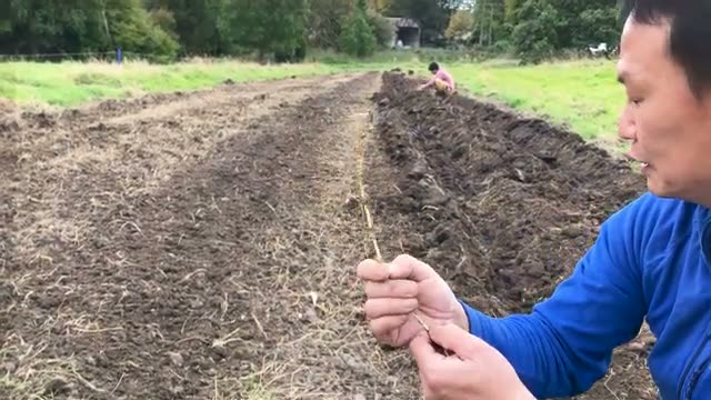 地下茎の雑草が持つ役割と畑の土の状態