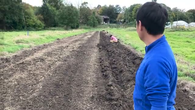 畝立てと植え付け前の下準備