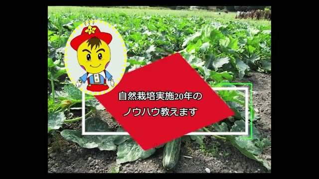 白いニンジン「パースニップ」の特徴と収穫の注意点