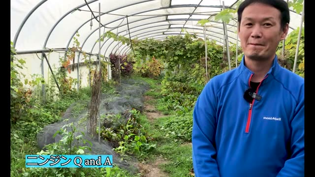 ニンジン栽培の要点と発芽の考え方