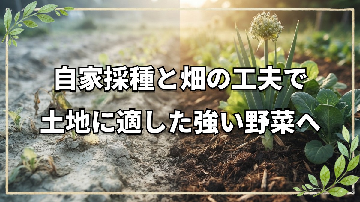 自然栽培の野菜Q&Aとリーキ自家採種