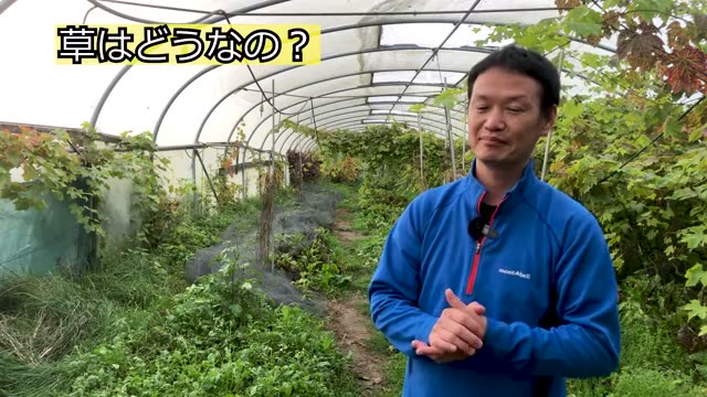 雑草の役割と混作における連作の捉え方