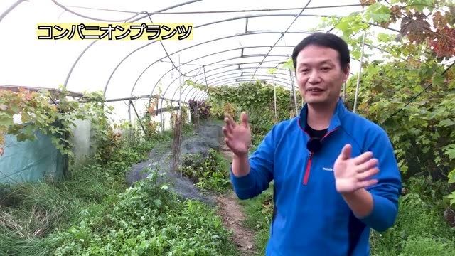 コンパニオンプランツと連作・輪作の使い分け