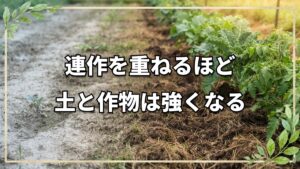 自然栽培の連作の真実と定植の判断基準