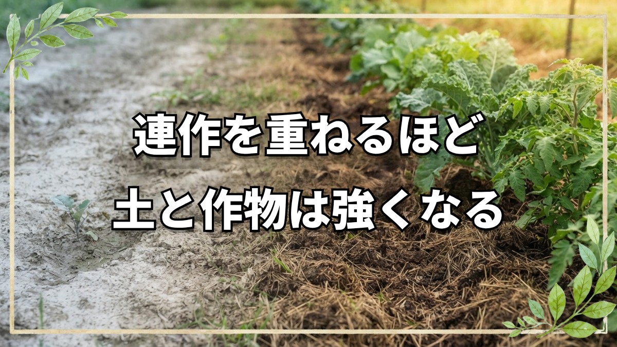 自然栽培の連作の真実と定植の判断基準
