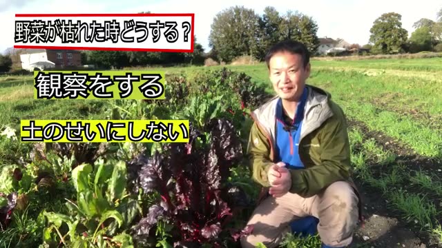 野菜が枯れたときの捉え方と土への向き合い方