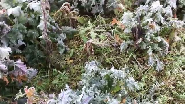 霜が降りた圃場で見る作物の耐寒性