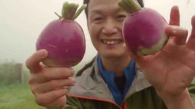 カブ(ターニップ)の収穫と定植のポイント