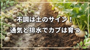 自然栽培におけるカブの栽培手順と各種トラブルへの対応策