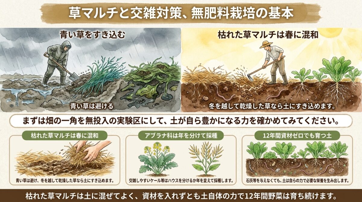 イギリスの晩秋の畑と自然栽培の疑問|草マルチのすき込み・交雑対策・無肥料の考え方