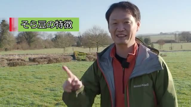 そら豆の基本的な特徴と適正な温度