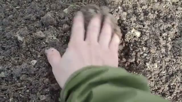 種まきの手順と育苗の方法