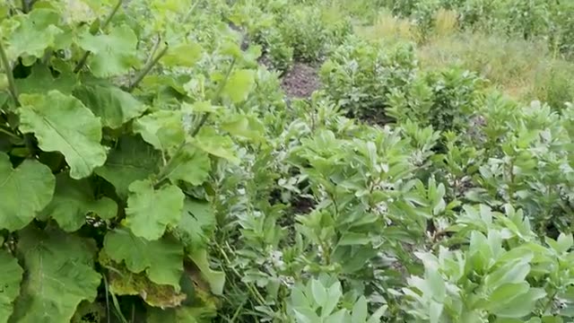 収穫時期を見極めるサイン
