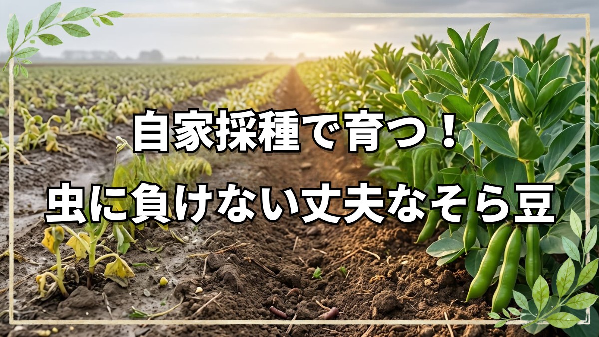自然栽培におけるそら豆の育て方｜種まき時期・栽培のコツと自家採種の力