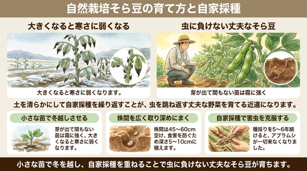自然栽培におけるそら豆の育て方|種まき時期・栽培のコツと自家採種の力