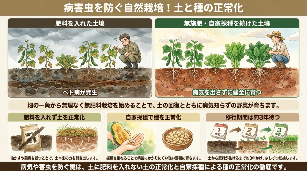 自然栽培におけるベト病と害虫の根本対策|油かすの是非と土の正常化