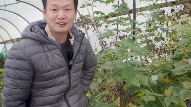 元気のない果樹を回復させる手入れ