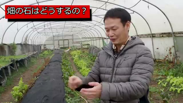 畑の小石は取り除くべきか