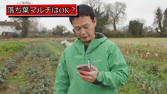 落ち葉をマルチに使う際の注意点
