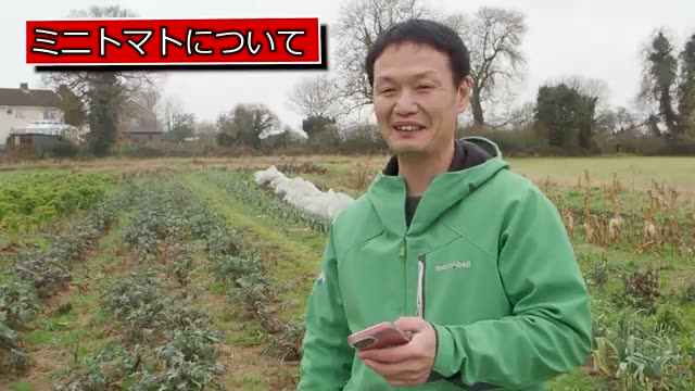 トトマトの密集栽培と整枝の方法