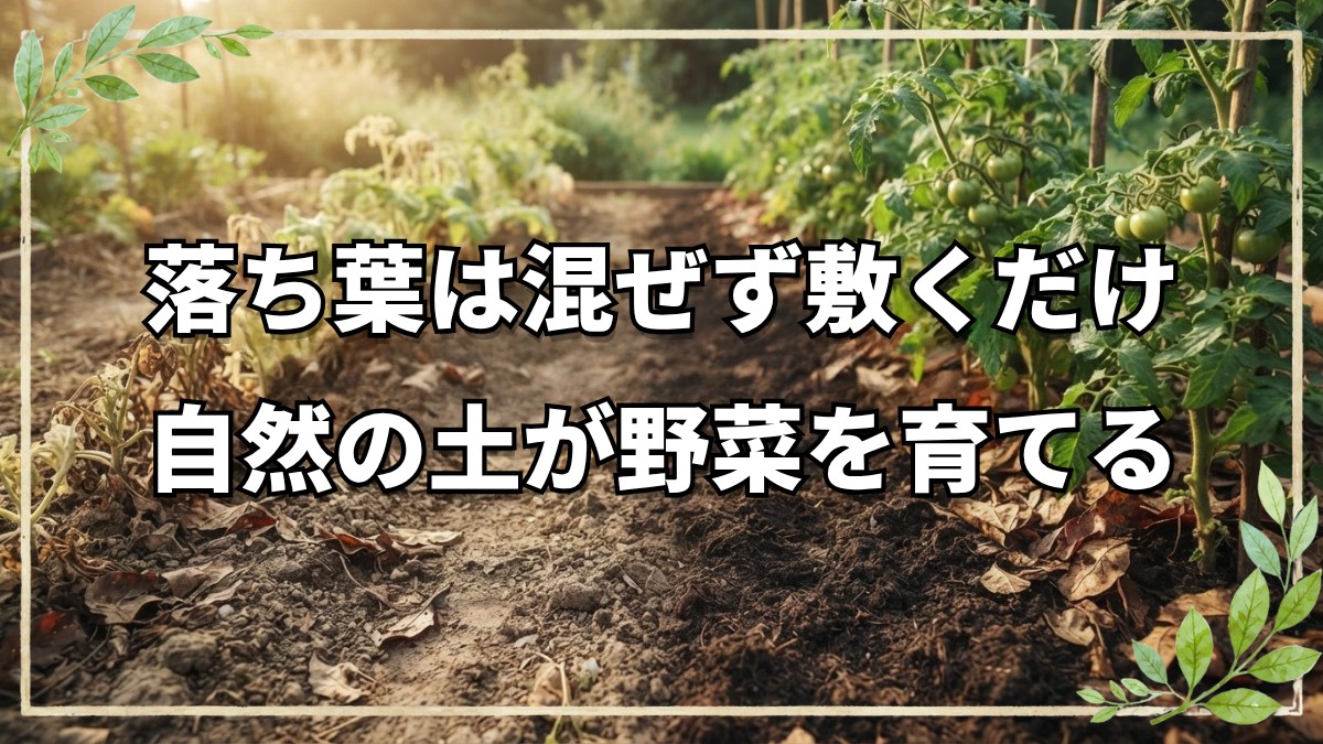 自然栽培の連作と落ち葉マルチ・トマト管理