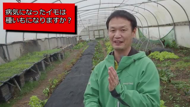 病気にかかった作物は種芋として使えるのか