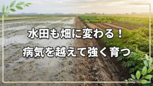 水田の畑化と病気に強い種芋の自家採種