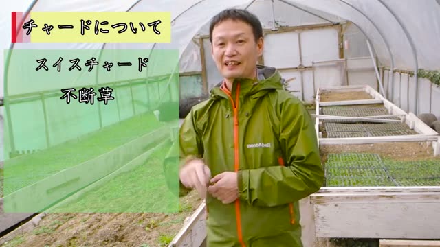 チャード(フダン草)の特徴と生育適温