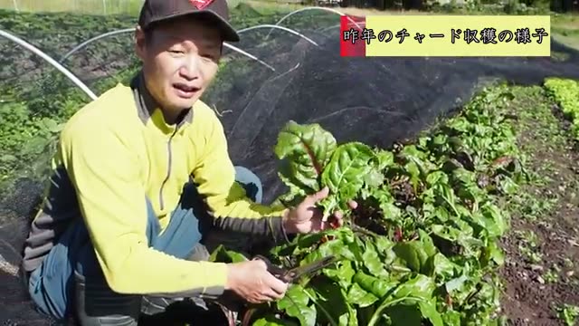 自家採種と驚くべき生命力