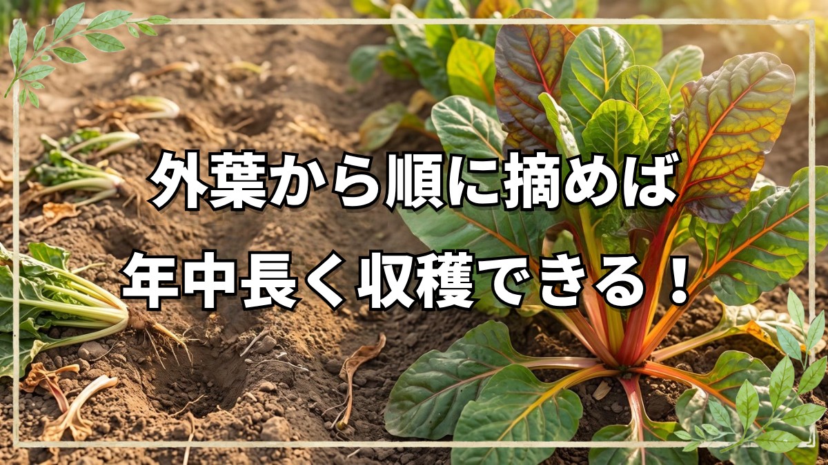 【自然栽培】フダン草（チャード）の育て方と収穫のコツ｜暑さ寒さに強く年中育つ葉物野菜